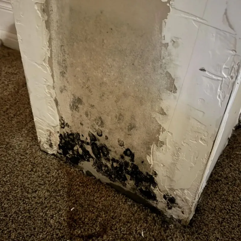 Professional Mold Removal in Syracuse, NY